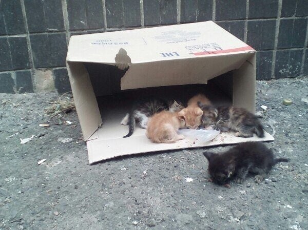 В коробке плакали котята...